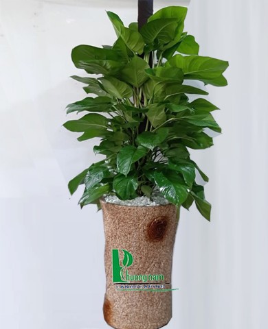 Cây trầu bà