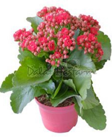 Cây sống đời 91
