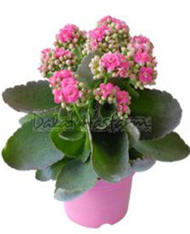 Cây sống đời 92
