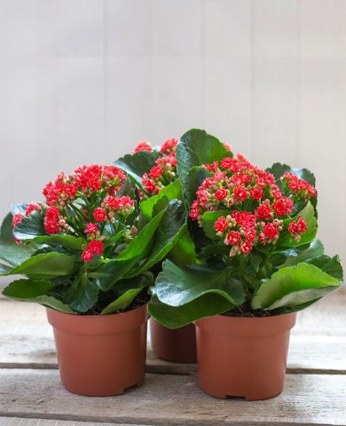 Cây sống đời 98
