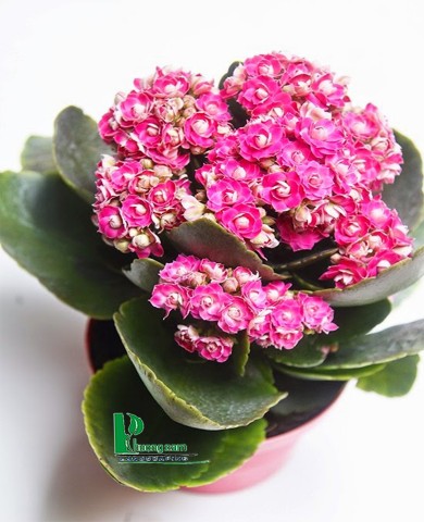 Cây sống đời 96