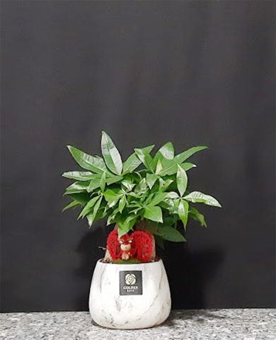 Chậu cây Kim ngân 02