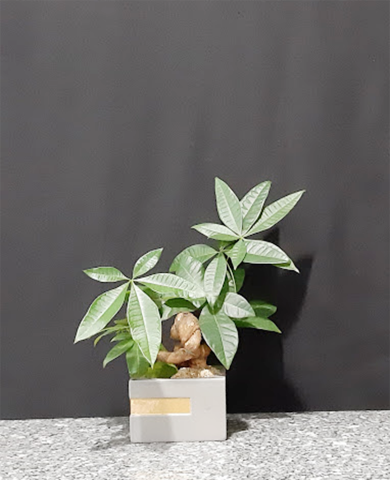 Chậu cây Kim Ngân