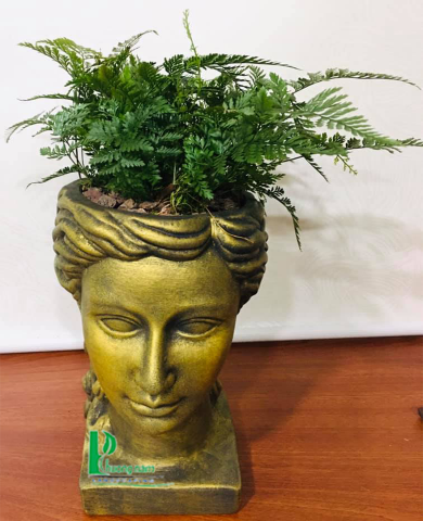 CHẬU CÂY DƯƠNG XỈ 3