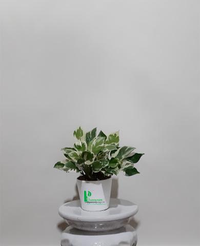 CHẬU TRẦU BÀ NGỌC THẢO