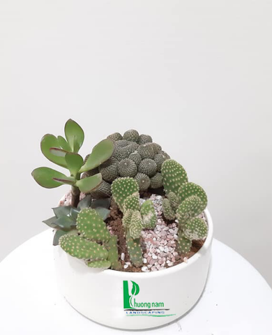 Cây xương rồng 205