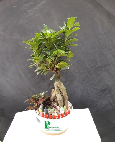 Cây Đa nhật