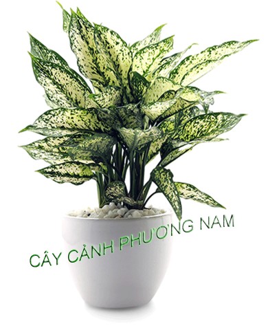 Cây Ngọc Ngân 1