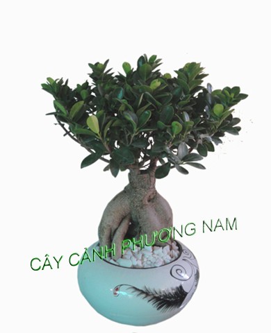 Trồng cây sanh và tạo thế cây đẹp mê mẩn