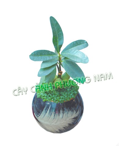 Cây May Mắn
