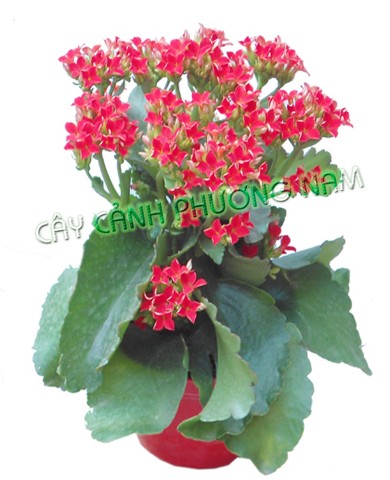 Cây sống đời 11