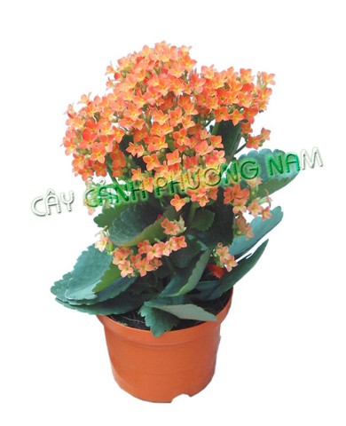 Cây sống đời 05