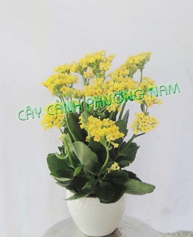 Cây sống đời 04