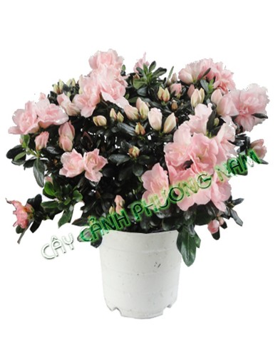 Chậu Hoa Đỗ Quyên