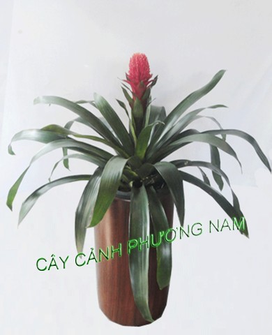 Chậu Phong Lộc Hoa