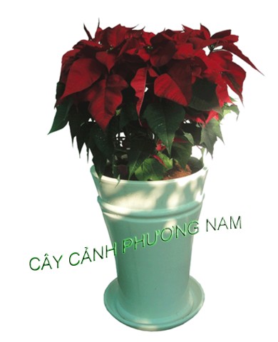 Chậu Cây Trạng Nguyên