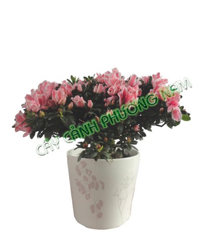Chậu Hoa Đỗ Quyên