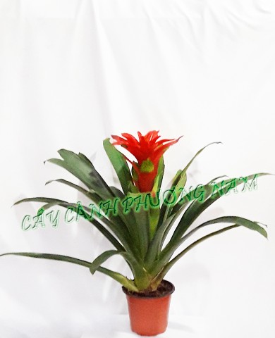 Trồng cây dứa nến mang đến tài lộc, tươi tắn cho gia chủ