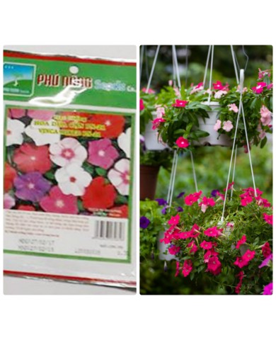 HẠT GIỐNG DỪA CẠN