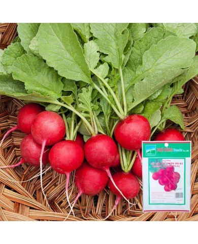 HẠT GIỐNG CỦ CẢI ĐỎ TRÒN