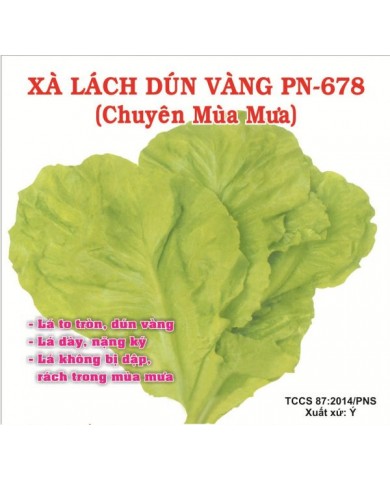 HẠT GIỐNG XÀ LÁCH DÚN VÀNG