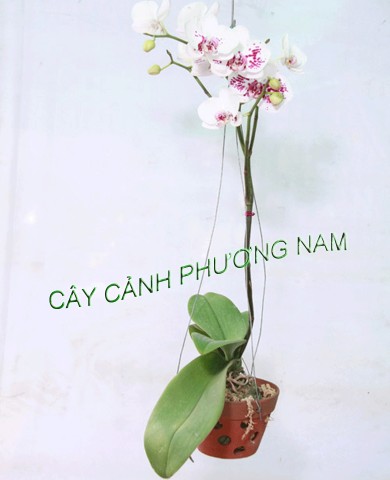 Hoa lan hồ điệp