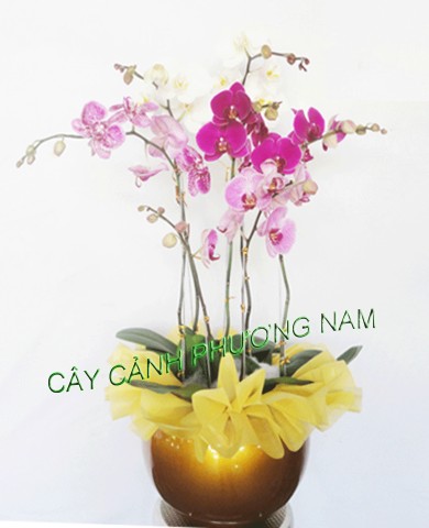 Chậu lan hồ điệp