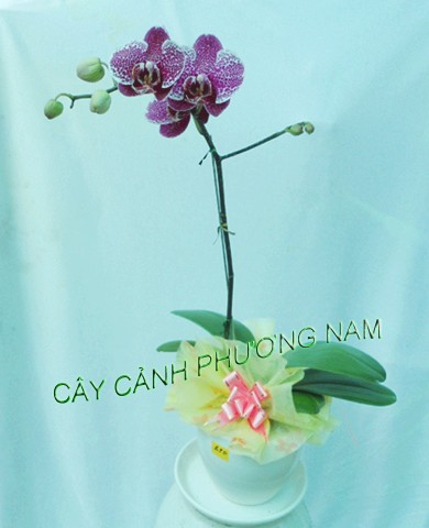 Chậu lan hồ điệp