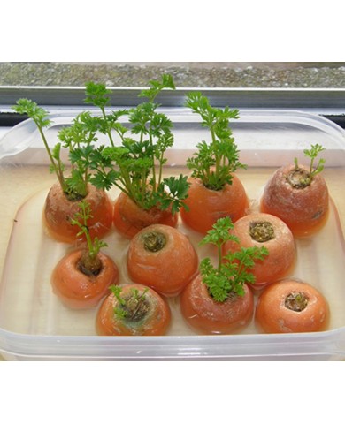 Trồng rau - hoa ở cửa sổ