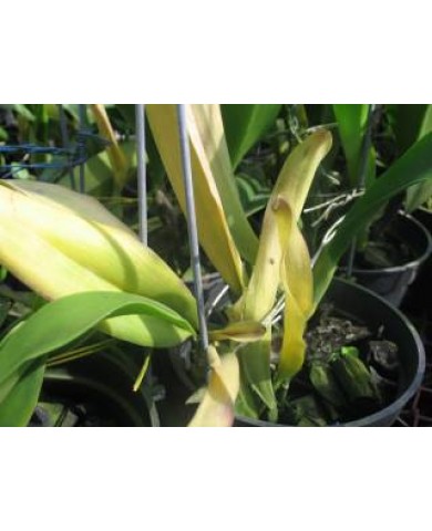 Những tác hại do sai sót trong kỹ thuật trồng cây