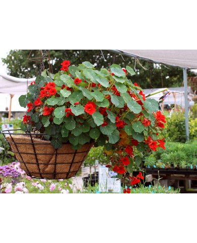 Trồng sen cung đình cho hương thơm ngất ngây