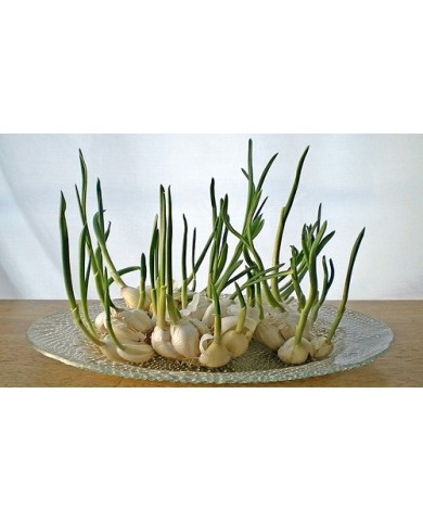 Trồng tỏi tại nhà siêu dễ, cho củ chắc mẩy siêu ngon