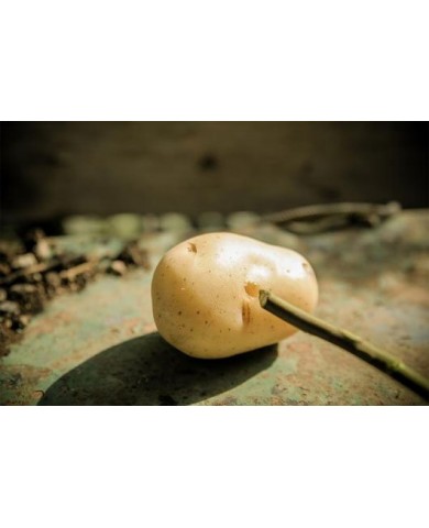 Vì sao một số trái cây có tinh bột ?