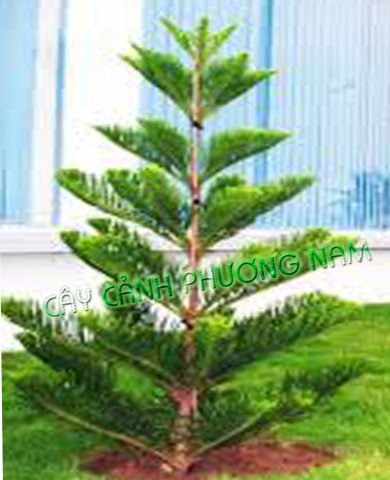 Cây Tùng Bách Tán