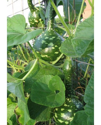 Trồng Thiên Nga - bầu hồ lô 