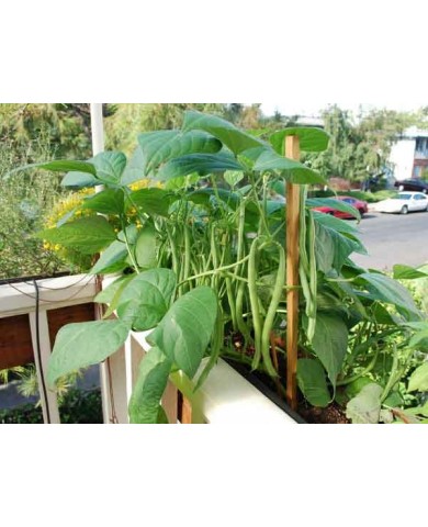 Trồng đậu cô ve lùn trong thùng xốp tại nhà