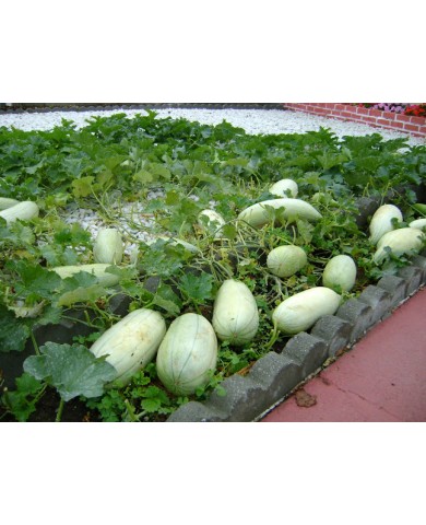 Trồng dưa gang tại nhà cực kì đơn giản