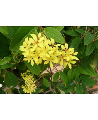 Trồng mai hoàng yến cho ban công đẹp dịu dàng