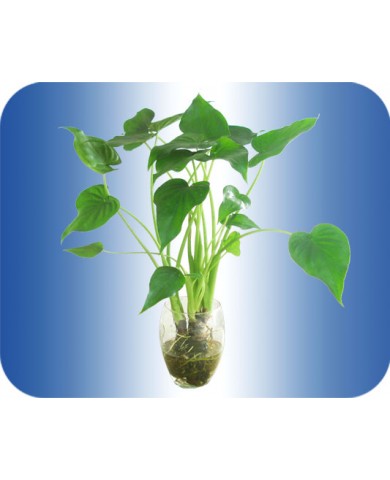 Trồng cây Tai phật thanh lọc không khí, may mắn, an lành