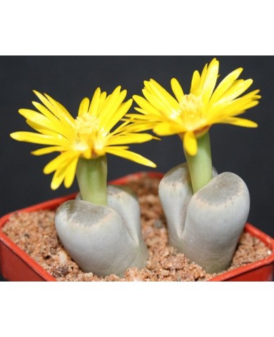 Trồng hoa Thạch Lan cho bàn làm việc đẹp ngỡ ngàng