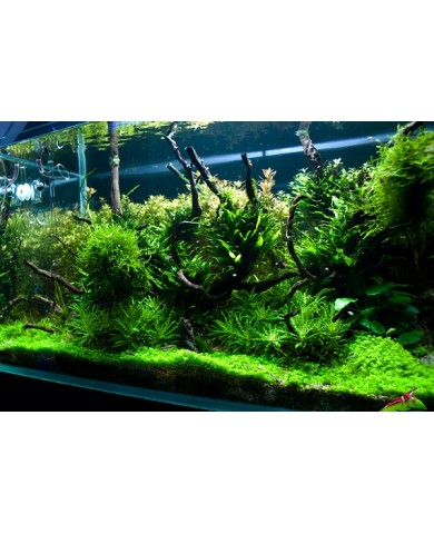 Trồng dương sỉ thủy sinh cho hồ cá thêm sinh động