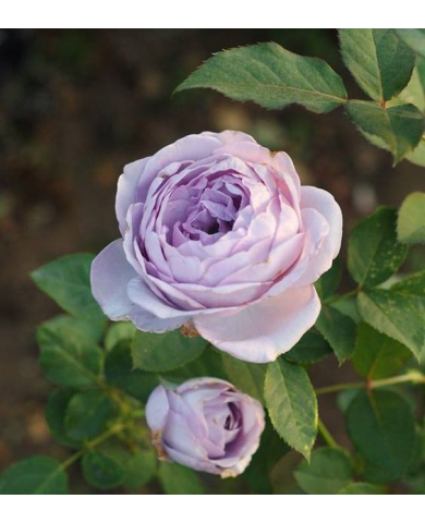 Trồng hoa hồng bụi Thạch lam ấn tượng, hương thơm nồng nàn