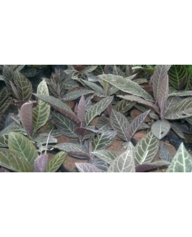 Tác dụng tuyệt vời của cây Khôi Nhung ít người biết