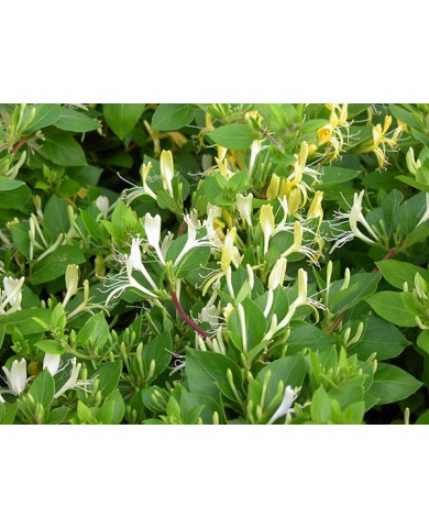 Trồng hoa kim ngân leo tường rực rỡ sắc hồng