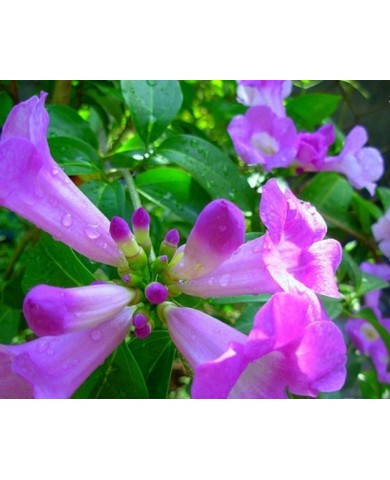 Trồng hoa lan tỏi cho tường nhà đẹp dịu dàng