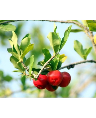 Trồng sơ ri cho quả sai trĩu cành, quanh năm