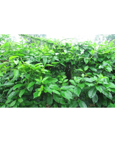 Trồng thìa canh đơn giản nhưng công dụng cực nhiều