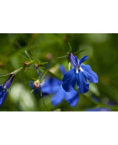 Trồng hoa Thúy điệp cho vườn nhà rực rỡ sắc hương