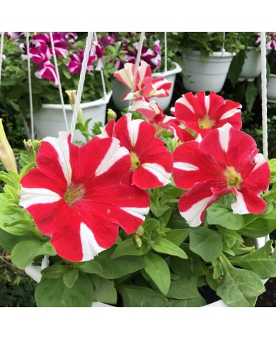 Trồng Dạ yên thảo tô điểm cho ban công nhà