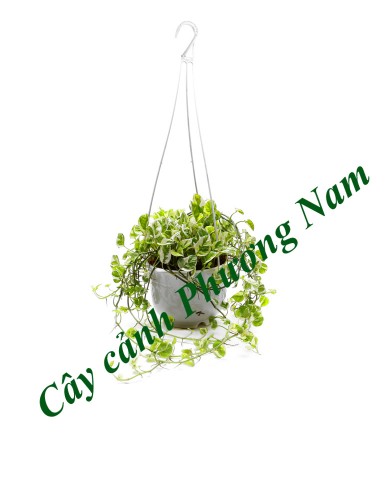 Trầu Bà Ngọc Thủy